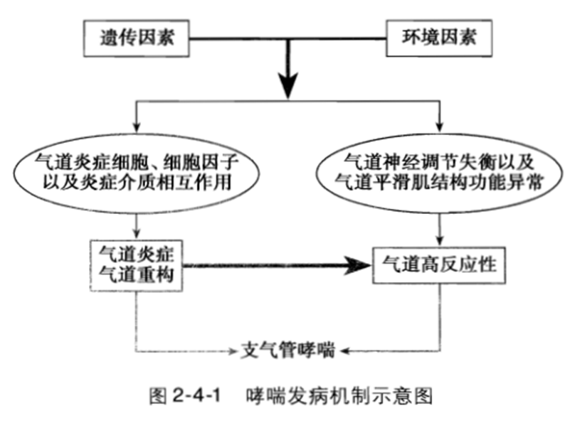 【解析】发病机制